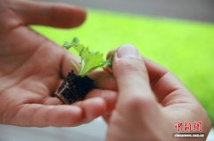 浙江平湖：果蔬飘香农事忙 绘就现代农业新风景