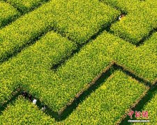 从一朵花到万平方米景 成都科技“种”出“春日经济”